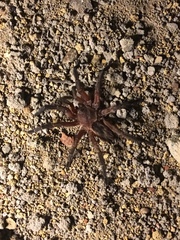 Dolichothele rufoniger