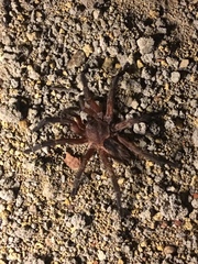 Dolichothele rufoniger