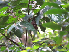 Epomophorus pusillus