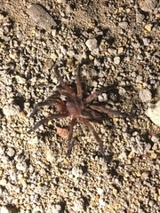 Dolichothele rufoniger