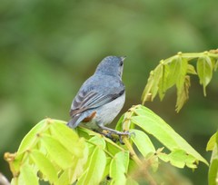 Conirostrum speciosum