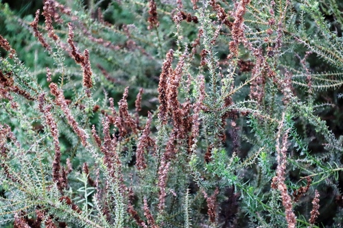 Image of Seriphium cinereum by (c) Tony Rebelo, some rights reserved (CC BY-SA)