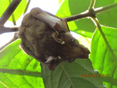 Epomophorus pusillus