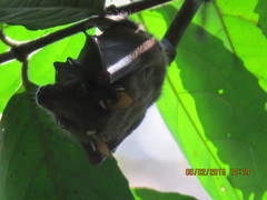 Epomophorus pusillus