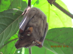 Epomophorus pusillus