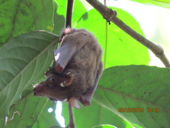 Epomophorus pusillus