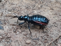 Cleptria
