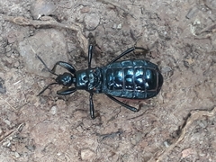 Cleptria