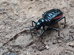 Cleptria