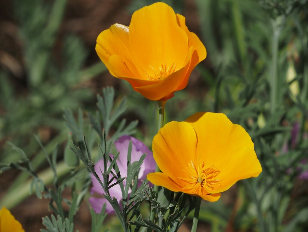 California Poppy From Los Angeles County CA USA On July 2 2023 At 09   Large 