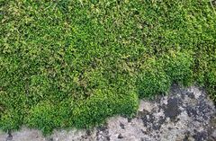 Scorpiurium circinatum