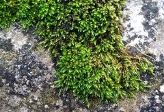 Scorpiurium circinatum