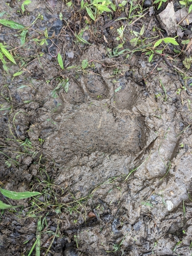 Black Bear Tracks – NatureTracking