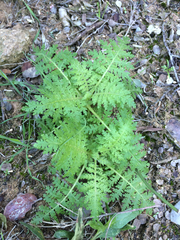 Hydrophylloideae