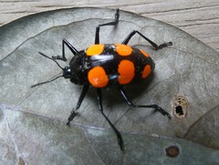 Scaphidomorphus bosci