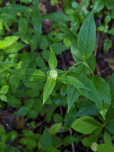 Image of Pycnanthemum montanum by (c) portulaca, some rights reserved (CC BY)