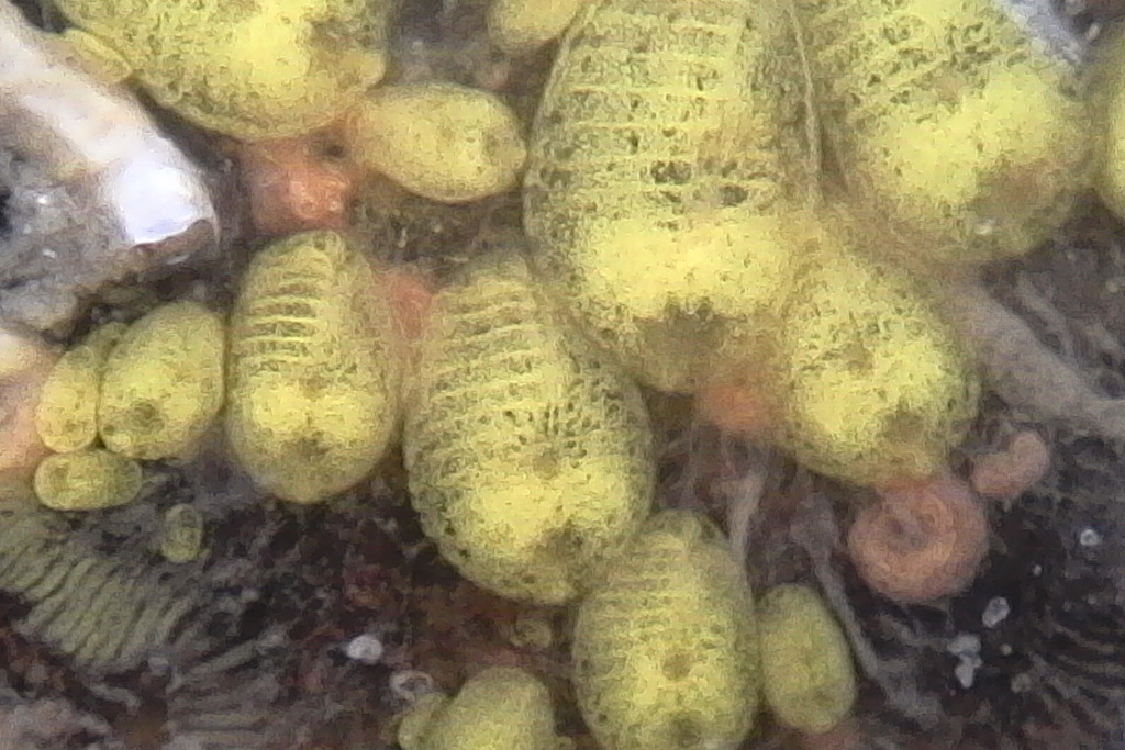 Ascidian