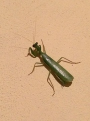 Photiomantis planicephala