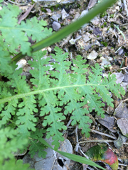 Hydrophylloideae