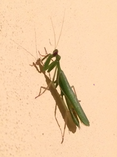 Photiomantis planicephala