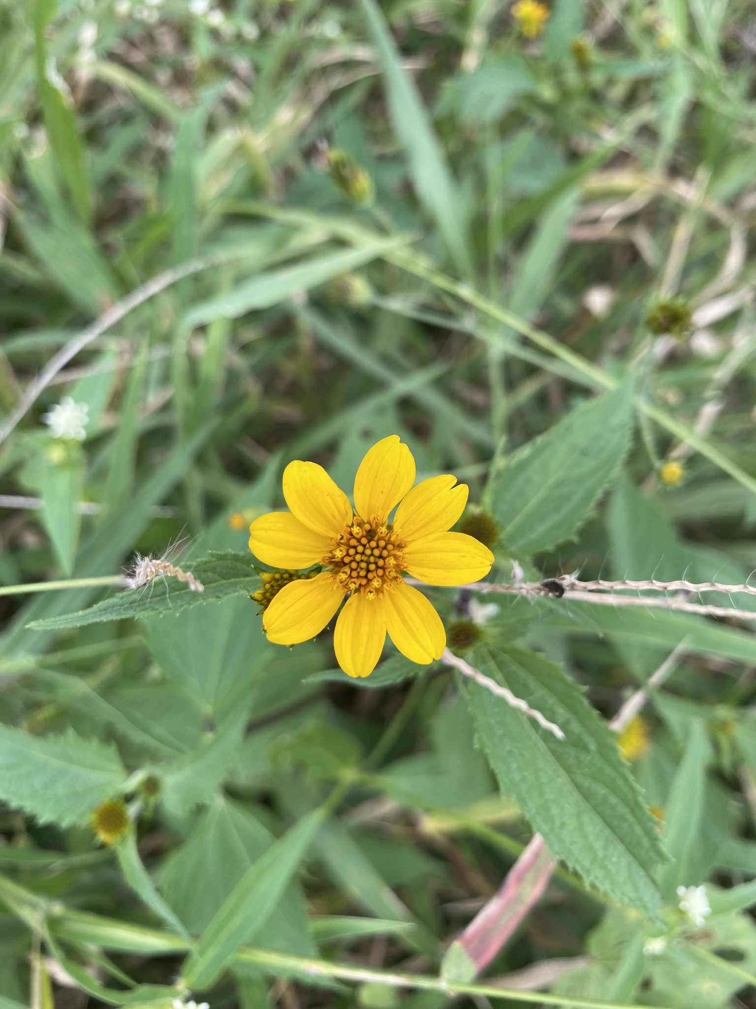 Melanthera latifolia