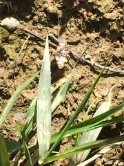 Chiomara