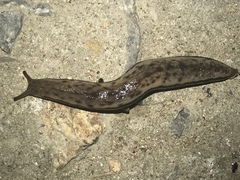 Meghimatium bilineatum