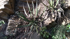 Agave difformis