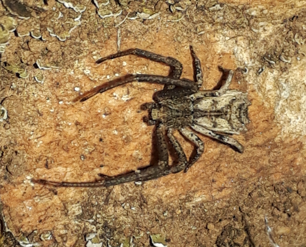 Haddad's Crab Spider