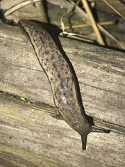 Meghimatium bilineatum