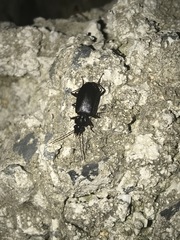 Platyninae