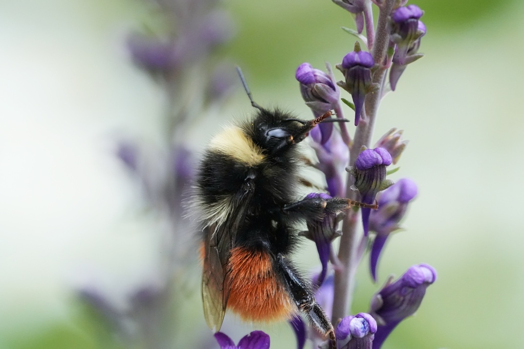 Bombus monticola subsp. scoticus