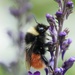 Mountain Bumble Bee - Photo (c) Andrew Melton, some rights reserved (CC BY), uploaded by Andrew Melton