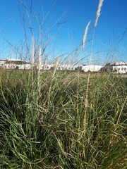 Cortaderia selloana