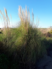Cortaderia selloana