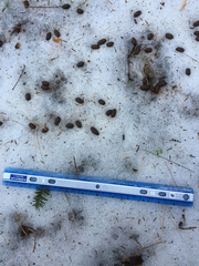 Odocoileus virginianus borealis