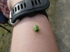 Sinopla perpunctatus