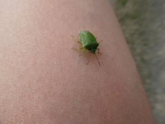 Sinopla perpunctatus