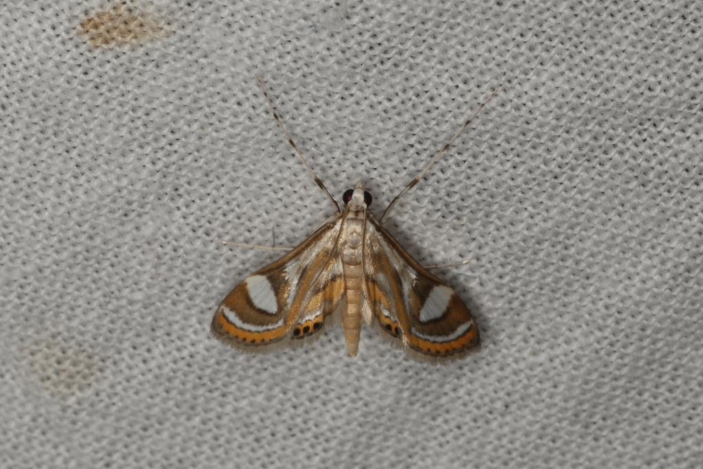 Strepsinoma croesusalis