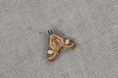 Strepsinoma croesusalis