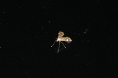 Strepsinoma croesusalis