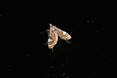 Strepsinoma croesusalis