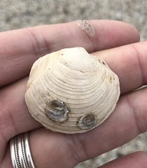 Phacoides pectinatus