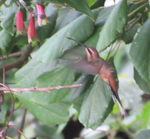 Phaethornis pretrei