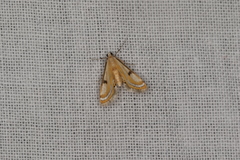 Tetrernia teminitis