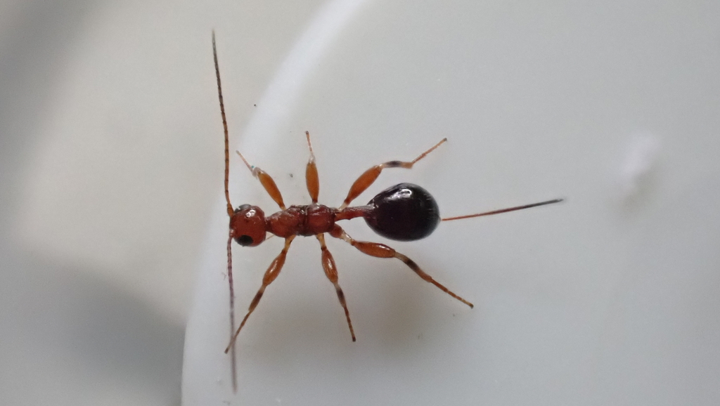 Spathius pedestris