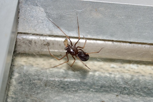 Brown Spitting Spider