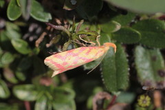 Hypercallia citrinalis