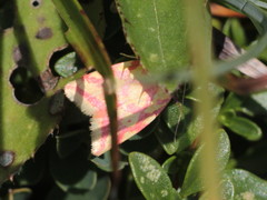 Hypercallia citrinalis