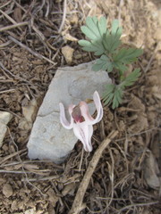 Dicentra uniflora